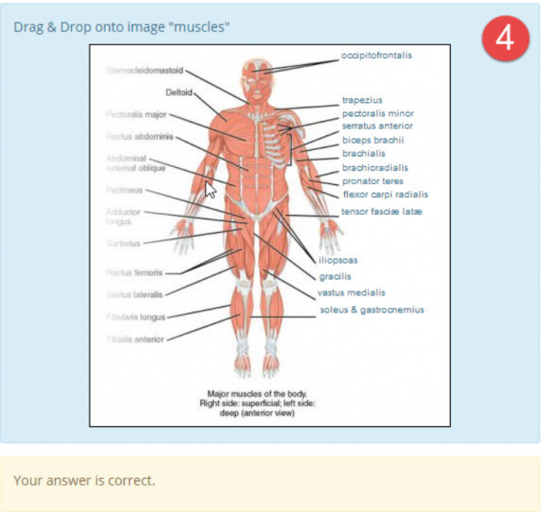 DDinto image anatomy muscles example4.png