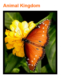 df-view template-styling1.png