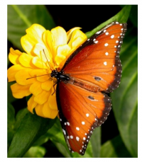 df-view template-styling3.png