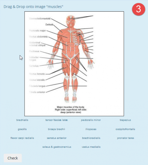 DDinto image anatomy muscles example3.png